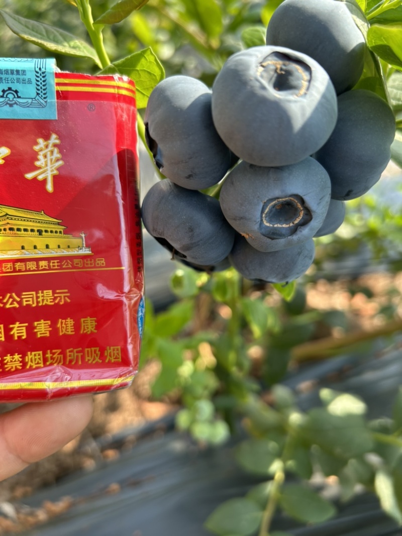 丹东蓝莓