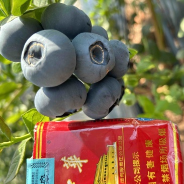 丹东蓝莓
