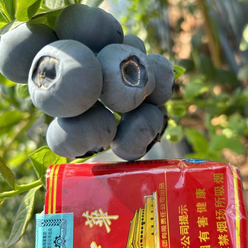 丹东蓝莓