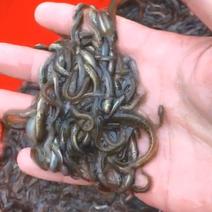 泥鳅，台湾泥鳅鱼，本地泥鳅，养殖技术指导，配套饲料药物