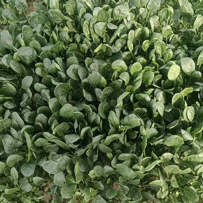 山东省潍坊市黑将军菠菜大量现货供应产地发货需要的联系
