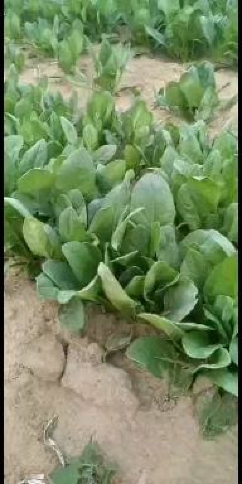 山东省潍坊市黑将军菠菜大量现货供应产地发货需要的联系