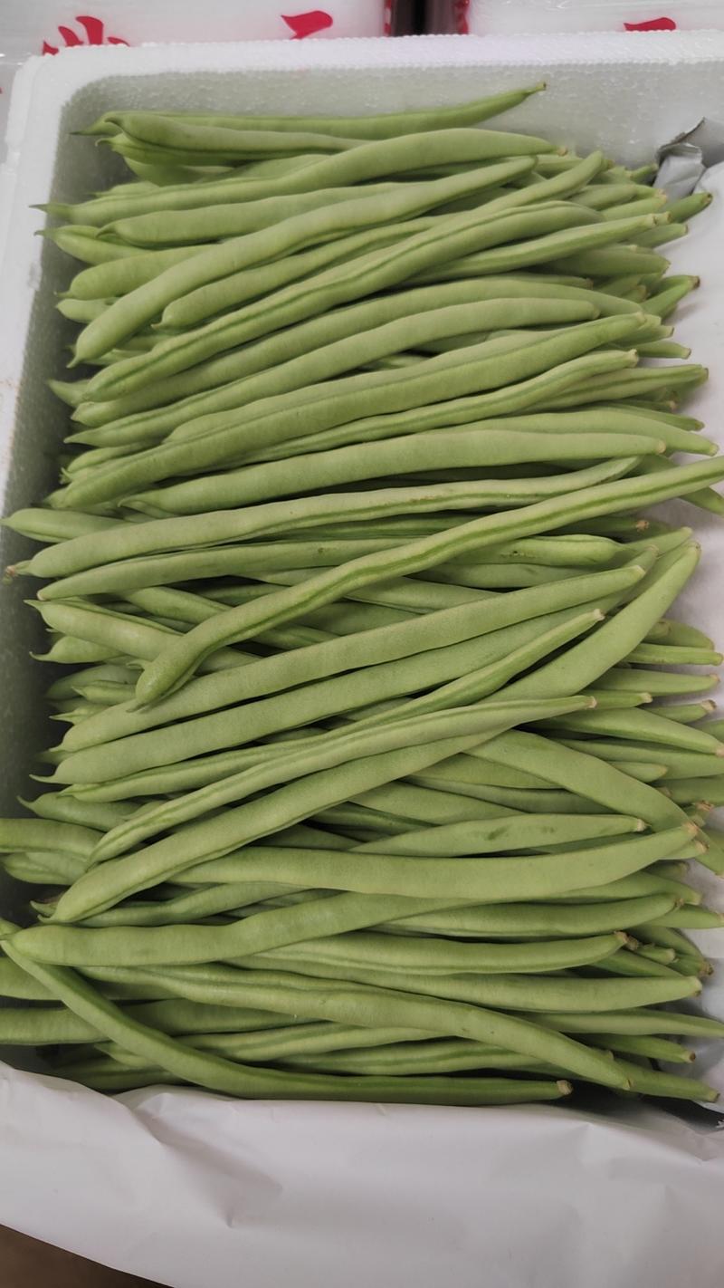 云南四季豆，小金豆精品无筋豆大量供应产地直供价格实惠