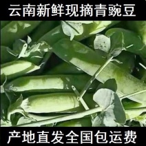 云南新鲜现摘豌豆青豌豆长寿仁豌豆产地批发整车代办批发