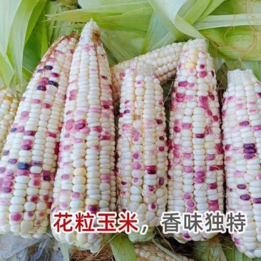 海迈花糯680优质玉米种子粘玉米彩糯香甜玉米种子鲜食玉米