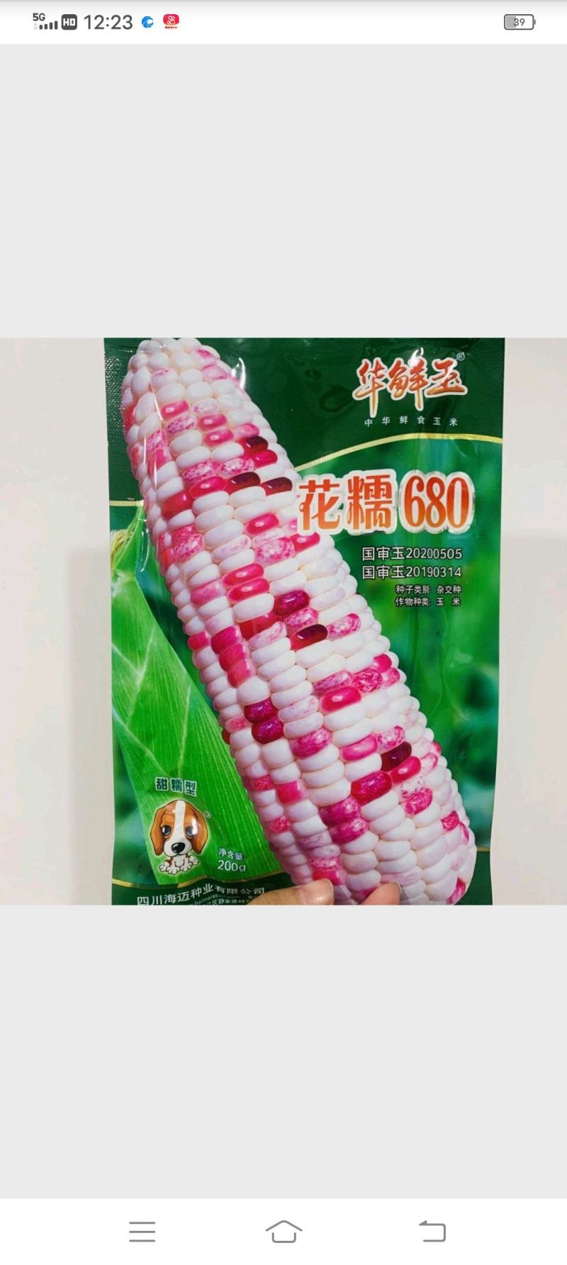 海迈花糯680优质玉米种子粘玉米彩糯香甜玉米种子鲜食玉米
