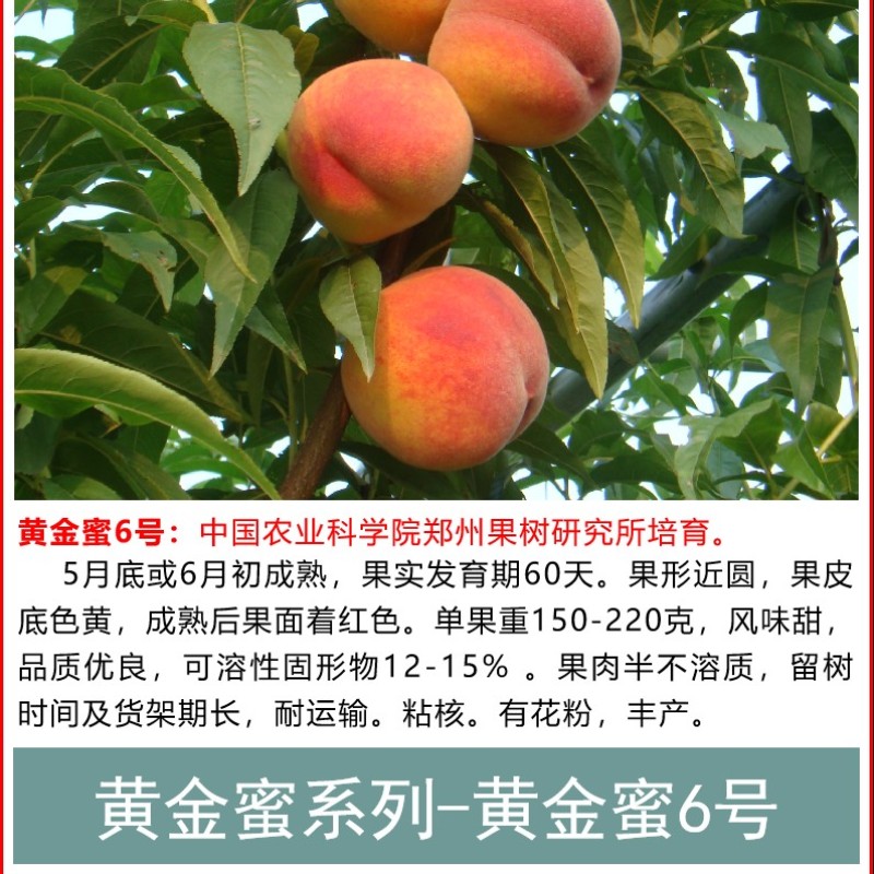 黄金密甜黄桃系列，中桃金魁，黄金凤，锦绣甜黄金，韩国蜜桃