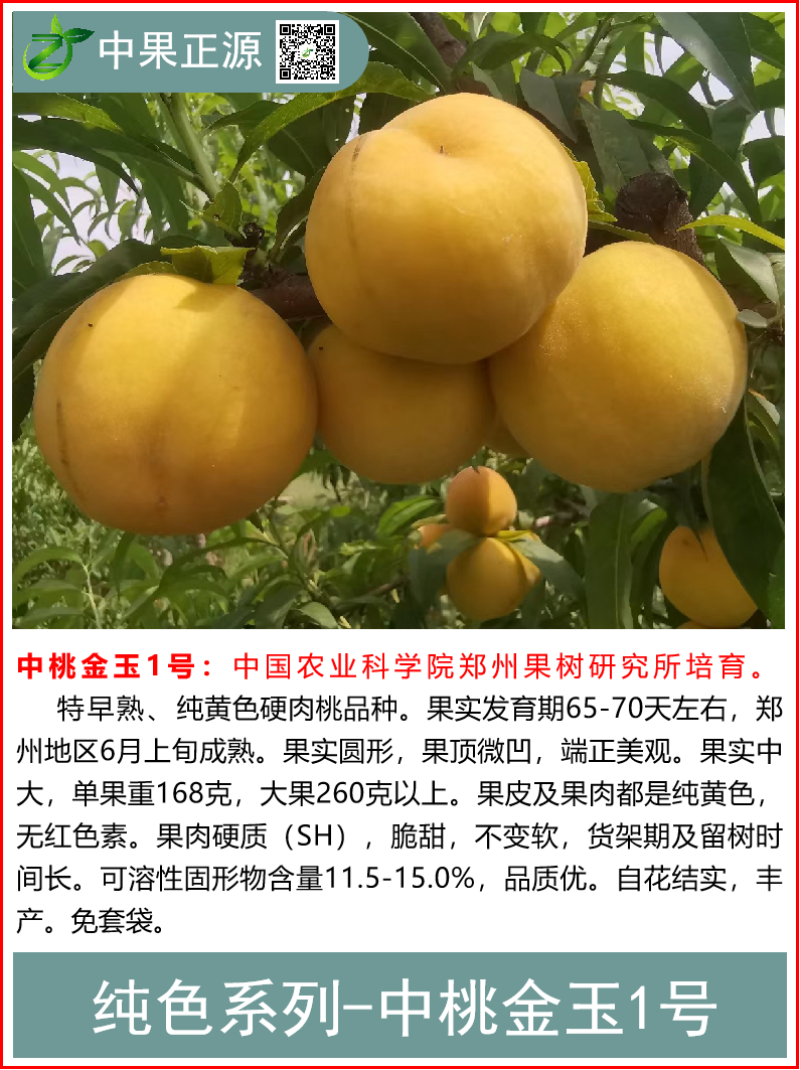 黄金密甜黄桃系列，中桃金魁，黄金凤，锦绣甜黄金，韩国蜜桃