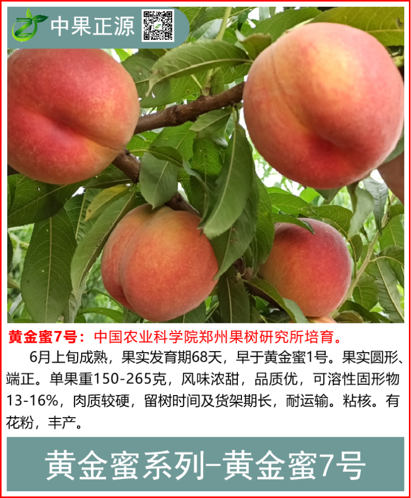 黄金密甜黄桃系列，中桃金魁，黄金凤，锦绣甜黄金，韩国蜜桃