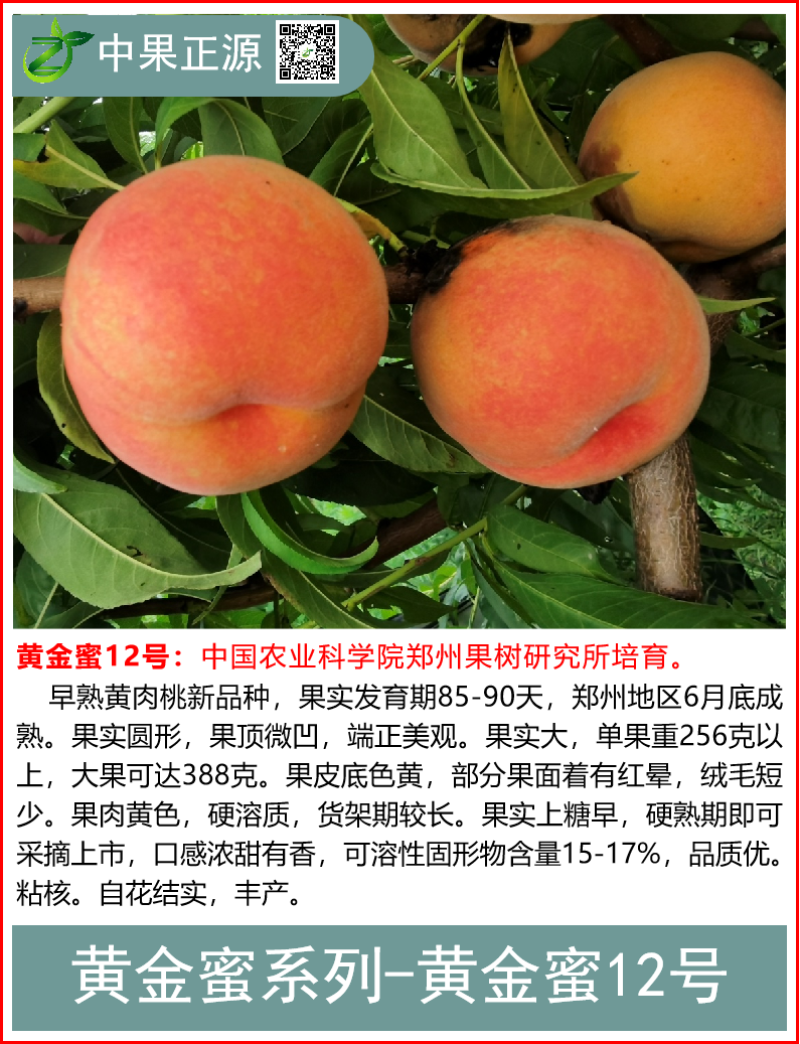 黄金密甜黄桃系列，中桃金魁，黄金凤，锦绣甜黄金，韩国蜜桃