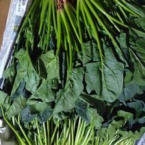 精品菠菜—全年可供，袋装，散装
