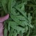 夹豆—荷兰豆云南精品货