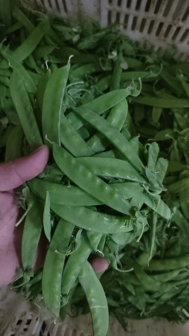 夹豆—荷兰豆云南精品货