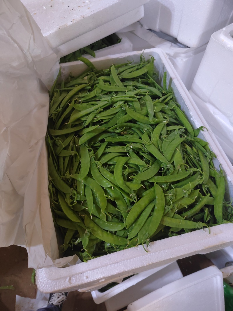 夹豆—荷兰豆云南精品货