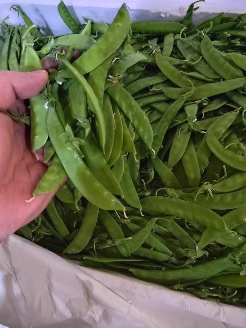 夹豆—荷兰豆云南精品货
