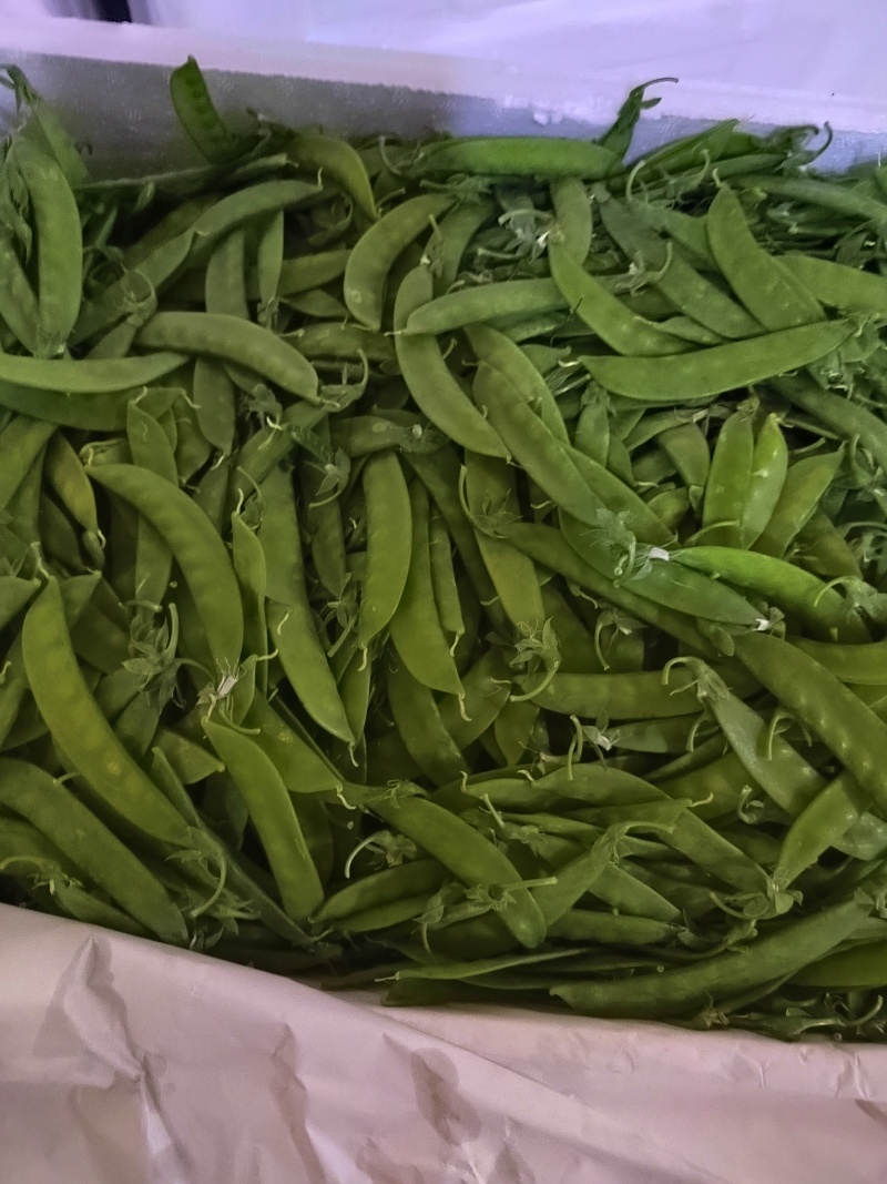 夹豆—荷兰豆云南精品货
