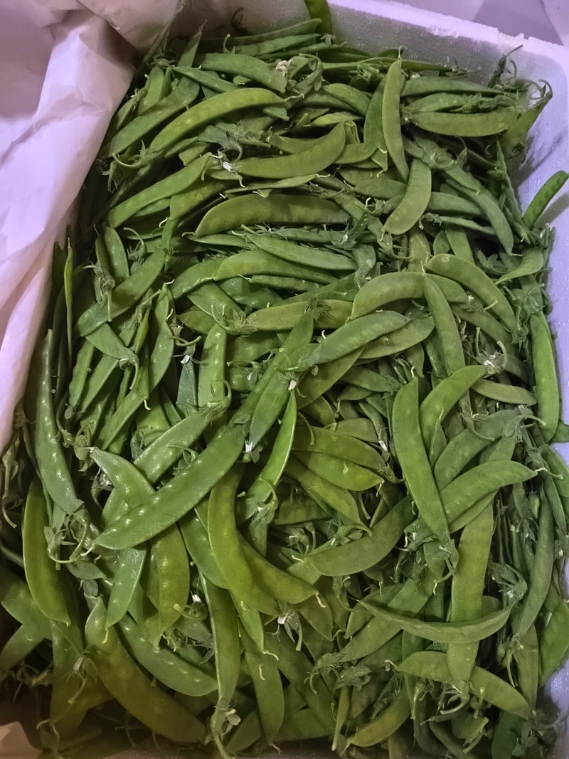 夹豆—荷兰豆云南精品货