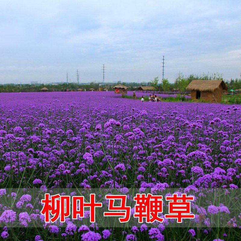 柳叶马鞭草种子多年生宿根草花种子景观绿化花海婚纱摄影观花