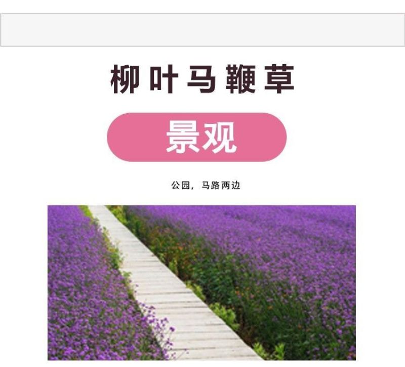 柳叶马鞭草种子多年生宿根草花种子景观绿化花海婚纱摄影观花