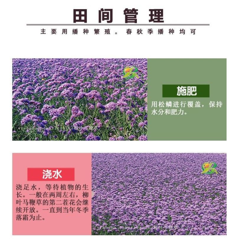 柳叶马鞭草种子多年生宿根草花种子景观绿化花海婚纱摄影观花