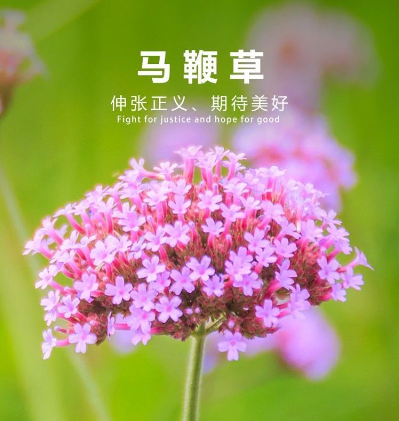 柳叶马鞭草种子多年生宿根草花种子景观绿化花海婚纱摄影观花