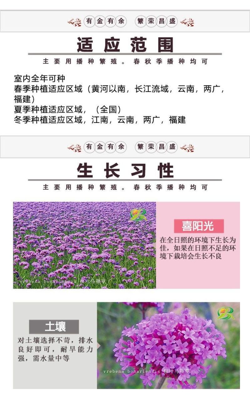 柳叶马鞭草种子多年生宿根草花种子景观绿化花海婚纱摄影观花