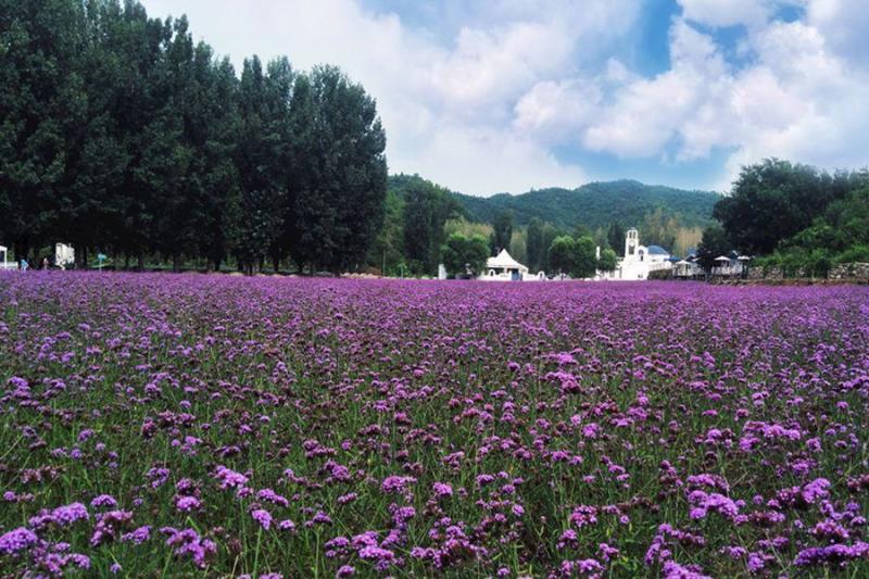 柳叶马鞭草种子多年生宿根草花种子景观绿化花海婚纱摄影观花