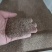 柳叶马鞭草种子多年生宿根草花种子景观绿化花海婚纱摄影观花