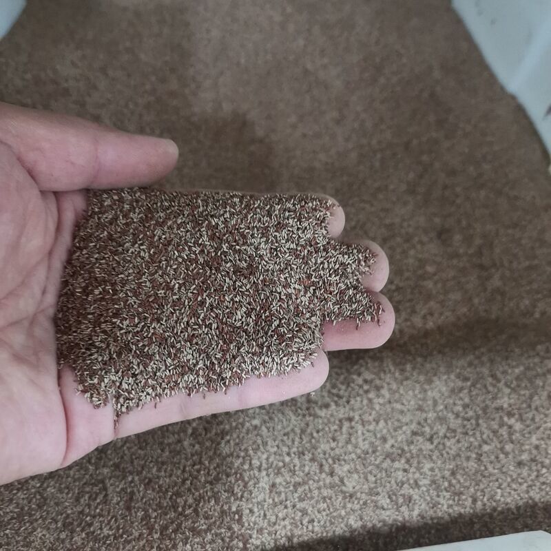 柳叶马鞭草种子多年生宿根草花种子景观绿化花海婚纱摄影观花