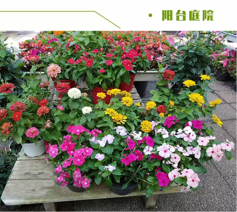 多年生野花组合耐寒耐旱开花不断四季易种易活庭院室内新手易