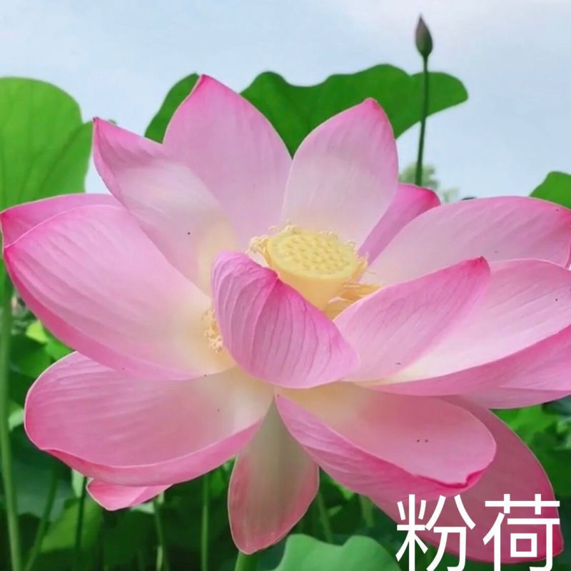 荷花种子，食用大田池塘观赏荷花种子货源充足