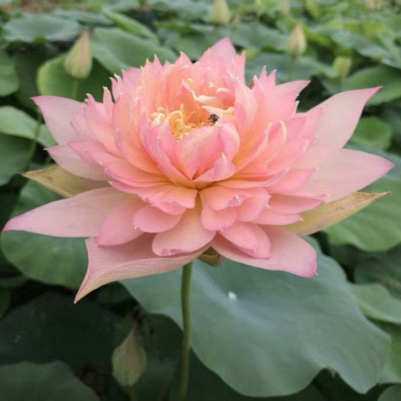 荷花种子，食用大田池塘观赏荷花种子货源充足