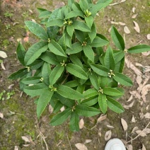 四季桂花盆栽