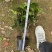 四季桂花盆栽