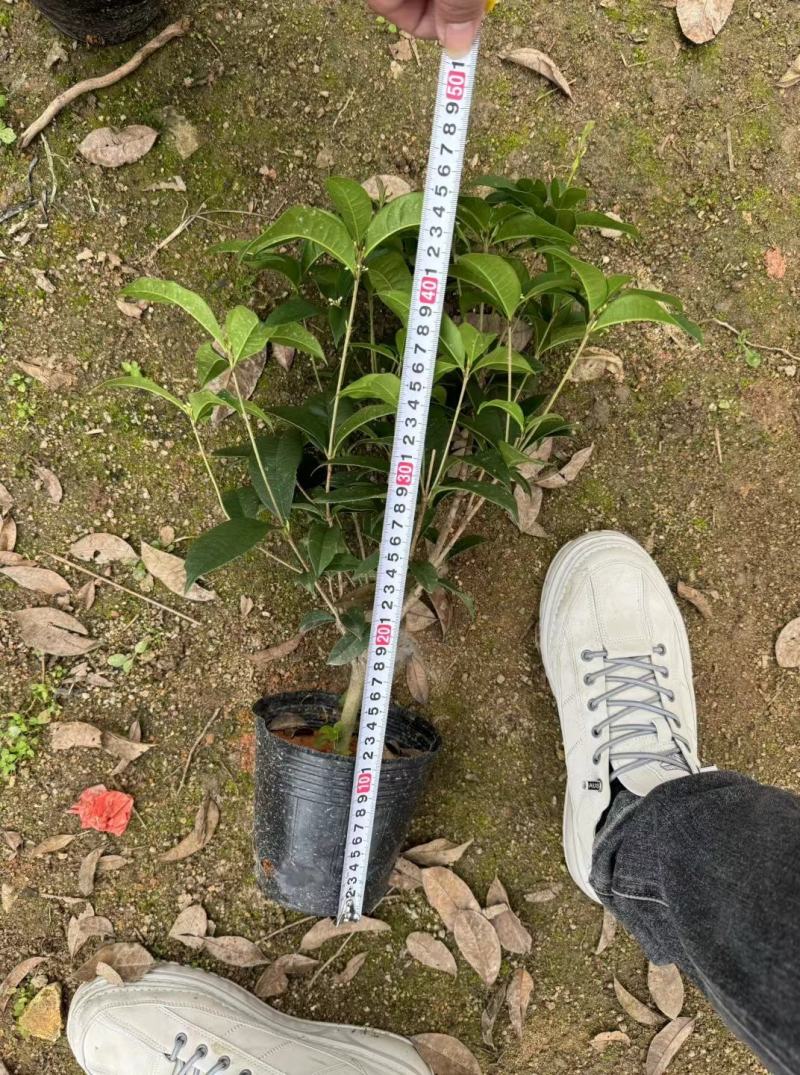 四季桂花盆栽