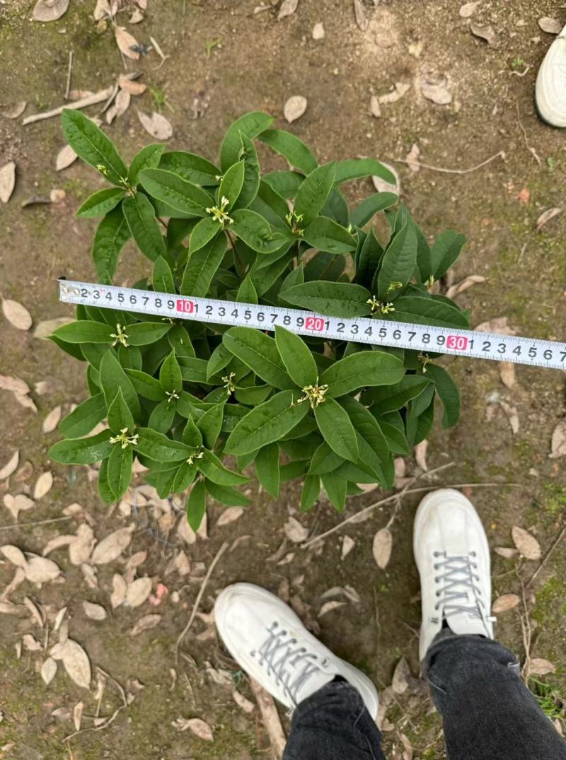 四季桂花盆栽