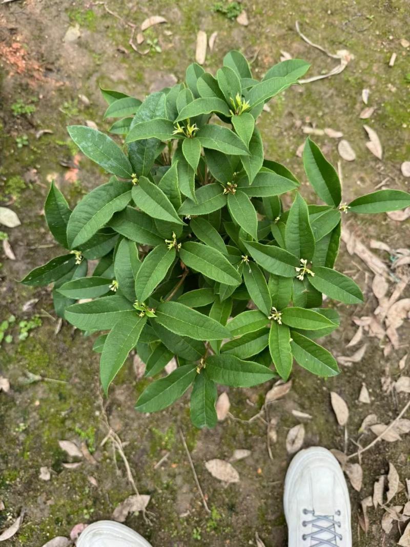 四季桂花盆栽