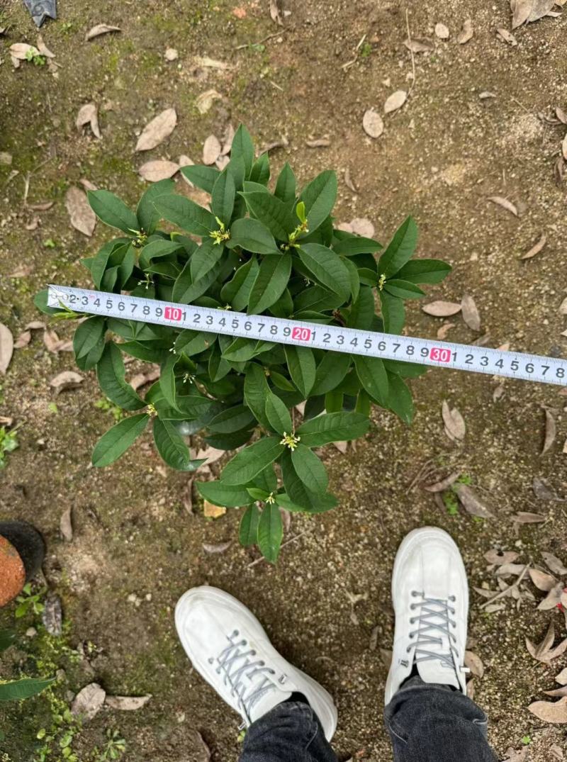 四季桂花盆栽