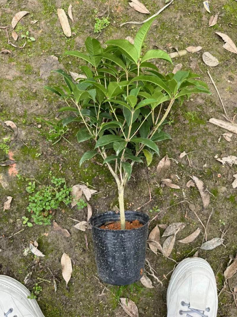 四季桂花盆栽