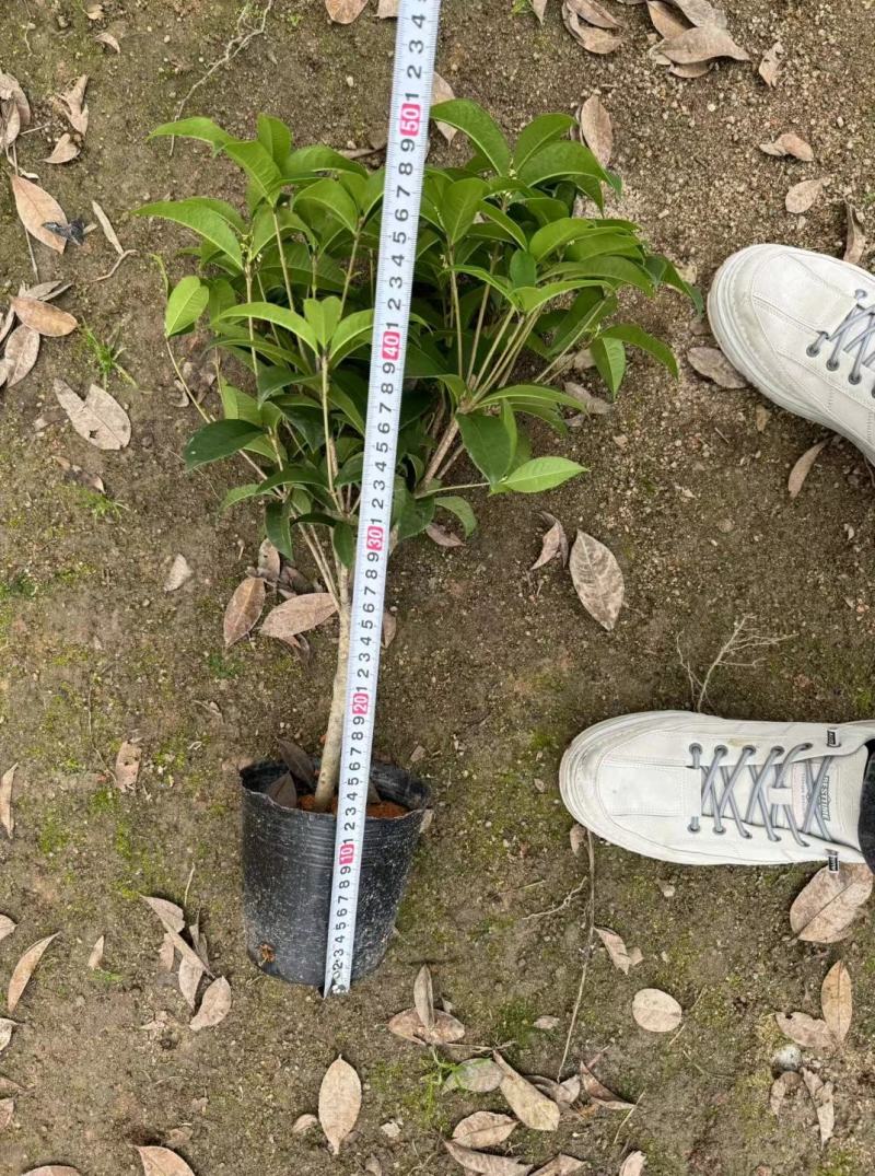 四季桂花盆栽