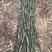 小竹子，深山老林杂竹，1-2米