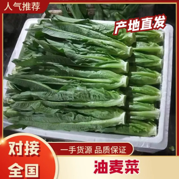 油麦菜—云南产区全年供应，物美价廉，量大从优，直供全国