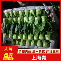油菜上海青—云南精品上海青全年供货，冷库配货，直供全球