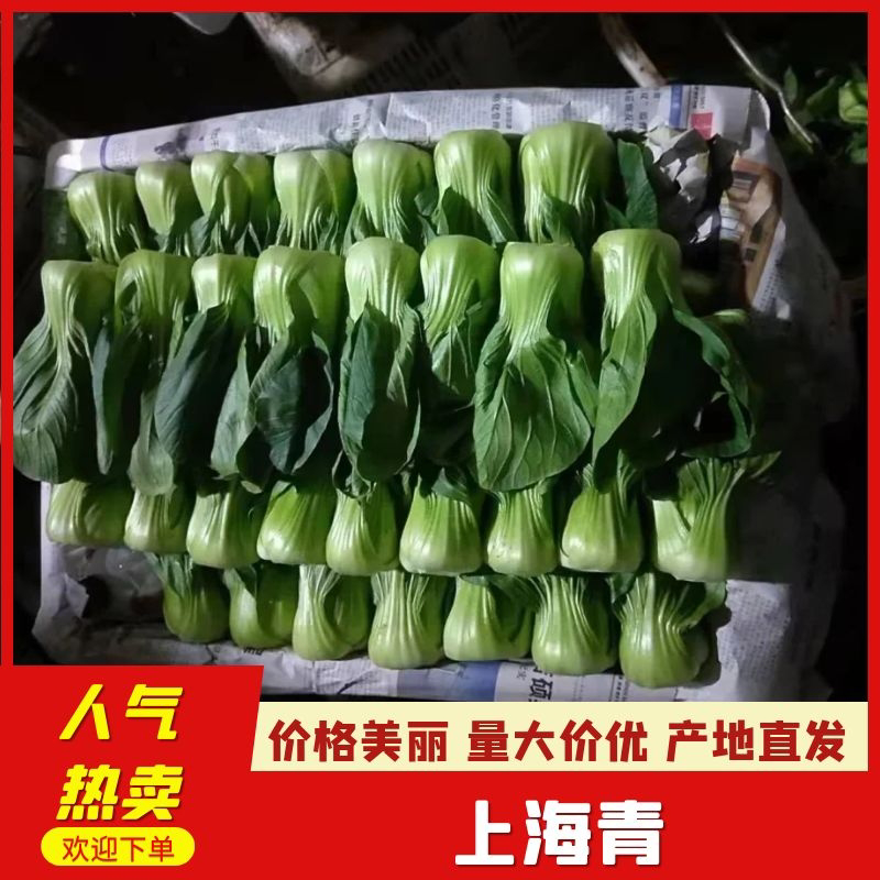 油菜上海青—云南精品上海青全年供货，冷库配货，直供全球