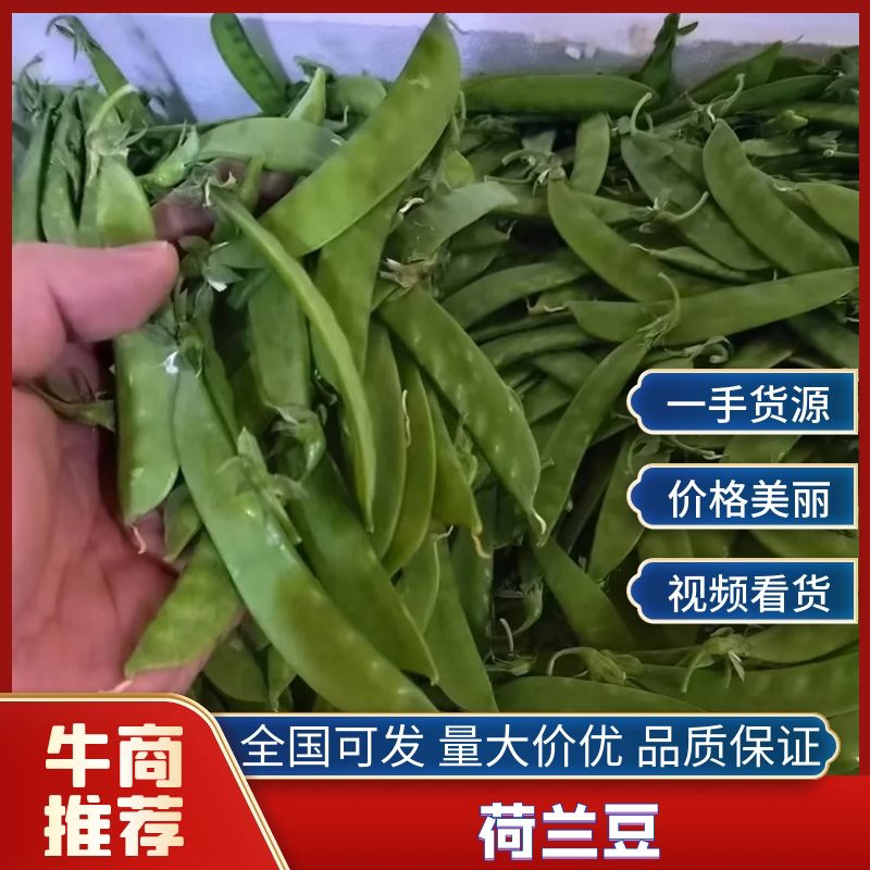 夹豆—荷兰豆云南精品货