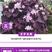酢浆草种球紫叶醡浆草幸运草紫蝴蝶三叶草多年生四季开花植物