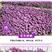 酢浆草种球紫叶醡浆草幸运草紫蝴蝶三叶草多年生四季开花植物