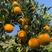 湖北宜昌伦晚脐橙大量上市出货产地直发一手货源批发品质保证