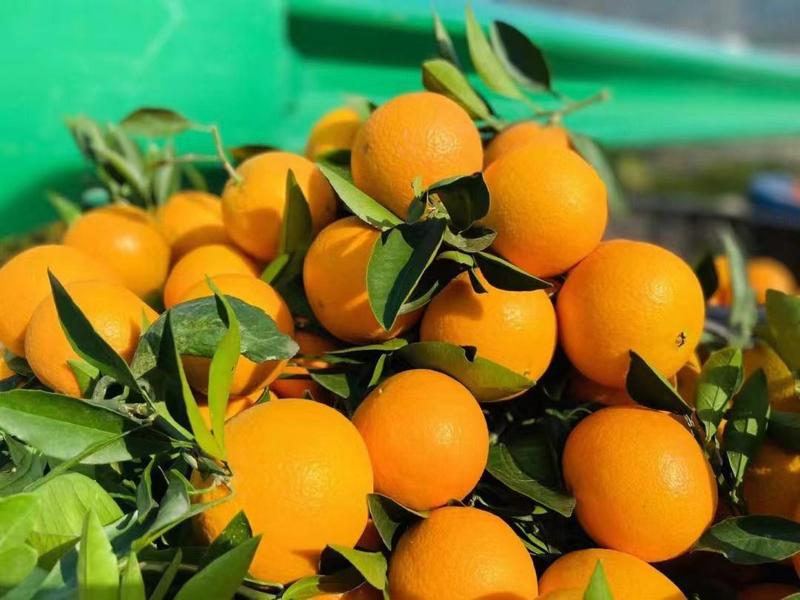 湖北宜昌伦晚脐橙大量上市出货产地直发一手货源批发品质保证