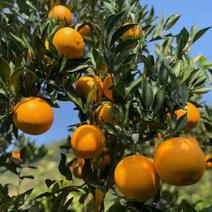 湖北宜昌橙子，伦晚夏橙品种多样可发全国各地价格美丽